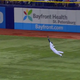 Illustration for article titled Kevin Kiermaier Makes Brilliant Diving Catch To Protect Rays Lead